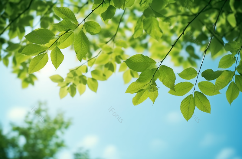 自然光线植物树叶摄影广告背景,高清,摄影图,摄影图片,图片大全,摄影图免费下载